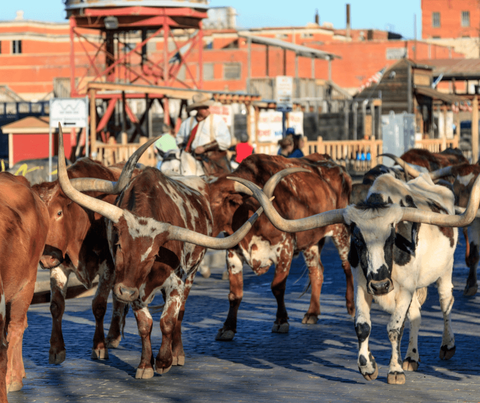 Fort Worth Stock Yards
Festivals & Concerts in Fort Worth 2025, Will Rogers Auditorium, Bass Concert Hall, Symphony, Composer, Fort Worth Pops Series, wedding venue, Fort Worth wedding Venue, things to do in Fort Worth, Concerts, Festivals, couples date ideas, luxury wedding venue, engaged couples, couples activities