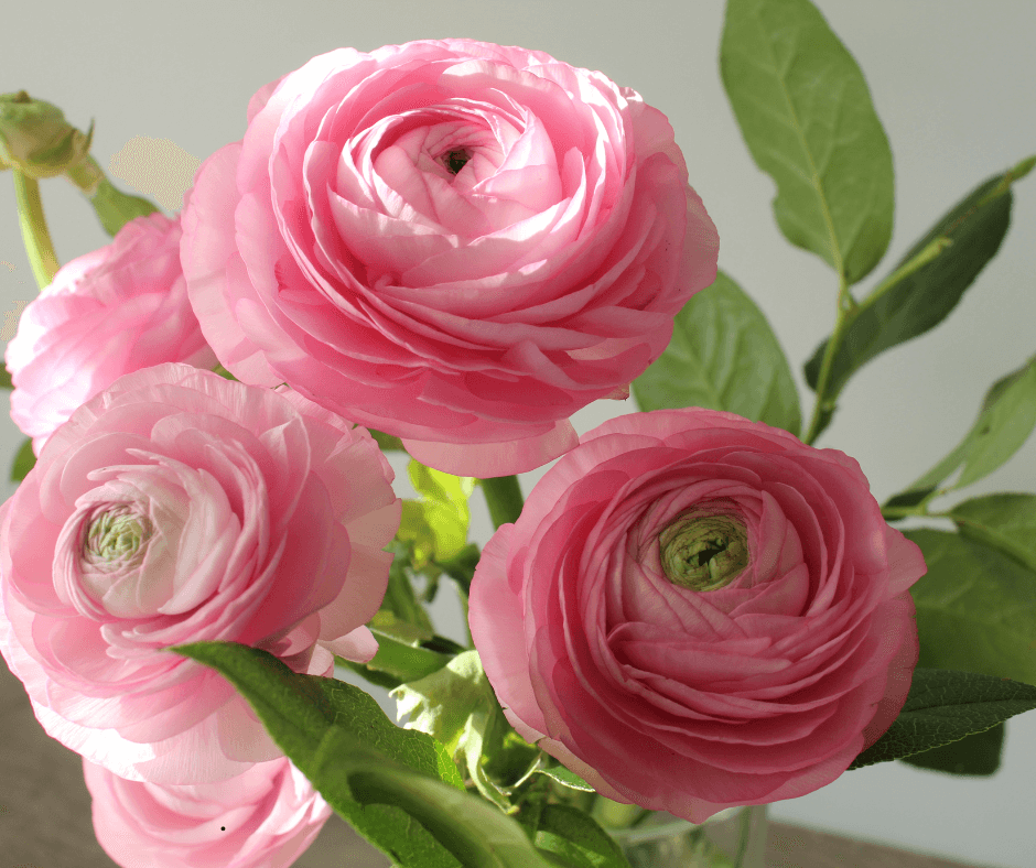 30 Most Popular Wedding Flowers, Ranunculus