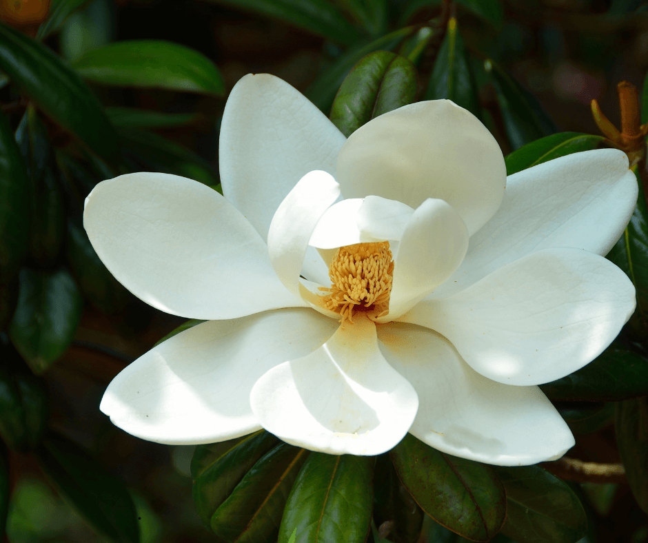 30 Most Popular Wedding Flowers Fort Worth wedding venues, Magnolia