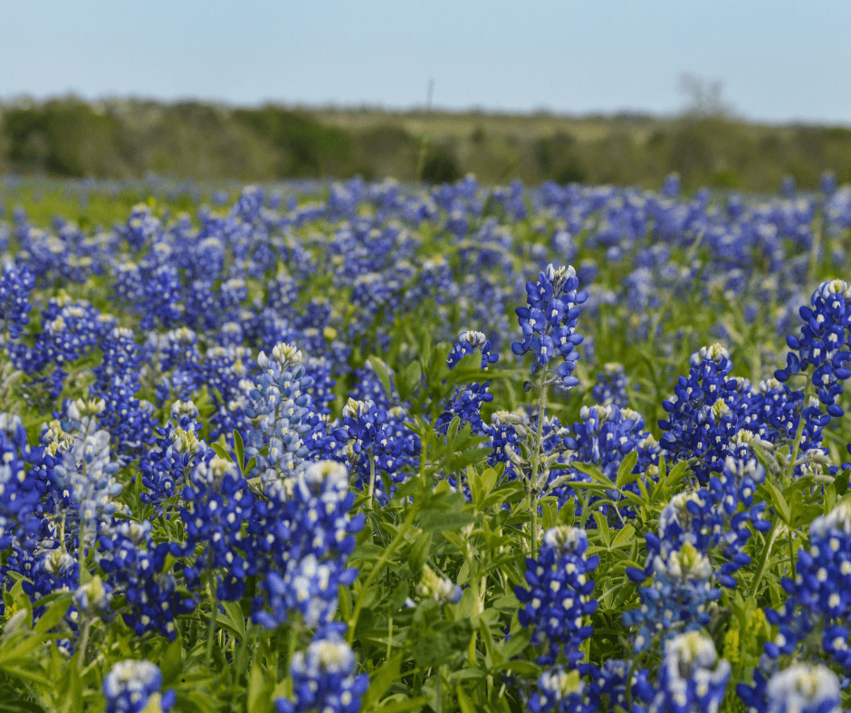 30 Most Popular Wedding Flowers Fort Worth wedding venues, Blue Bonnets