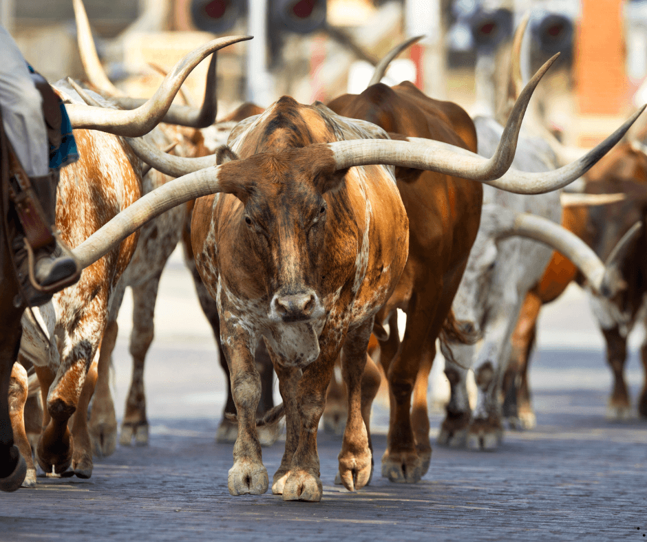 20 Things for Fort Worth Couples to Do in June, Fort Worth Stockyards, wedding venue near me