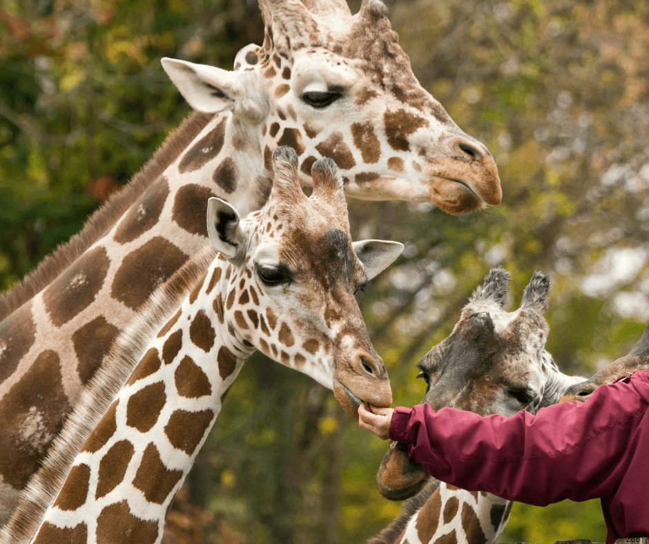 Things For Texas Couples To Do: Visit Fort Worth Zoo