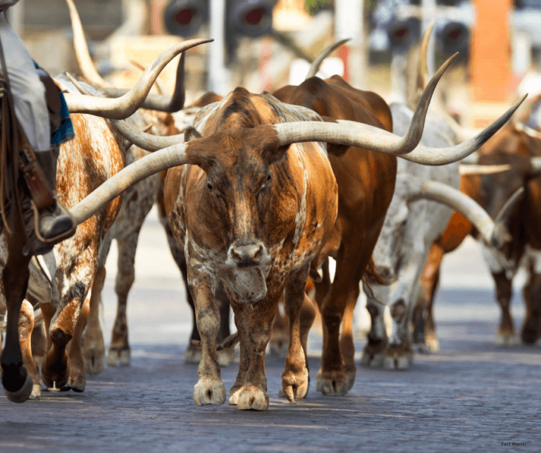 What Fort Worth Is Known For?